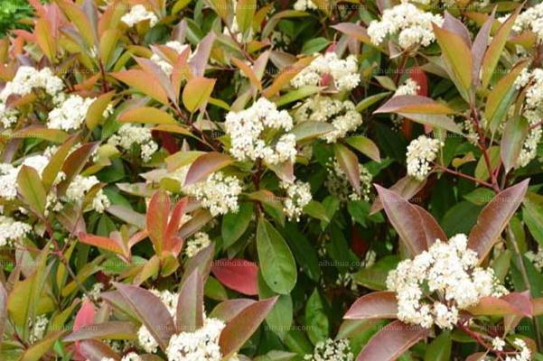 石楠花為什么要種在學(xué)校 石楠花為什么是精子味 石楠花為什么要種在學(xué)校 石楠花為什么是精子味