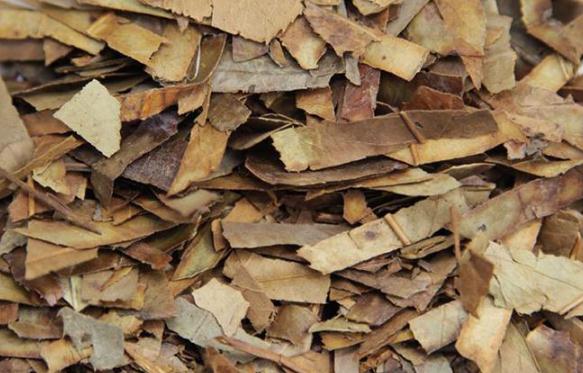 石楠葉的功效與作用 石楠葉的藥用價值 石楠葉的功效與作用 石楠葉的藥用價值