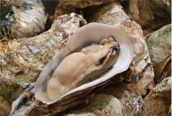 懷孕可以吃生蠔嗎 什么樣的生蠔不適合孕婦吃 懷孕可以吃生蠔嗎 什么樣的生蠔不適合孕婦吃