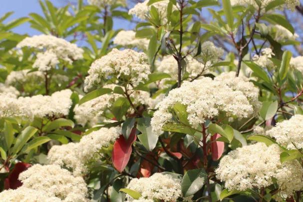 石楠花可以驅(qū)蟲么 石楠花可以凈化空氣嗎 石楠花可以驅(qū)蟲么 石楠花可以凈化空氣嗎