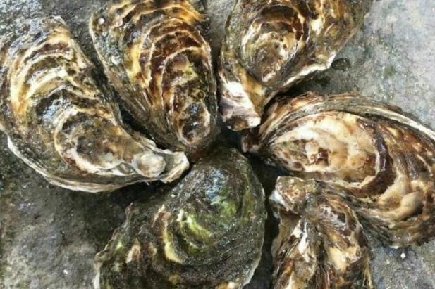 生蠔什么季節(jié)最肥最好吃 生蠔什么時(shí)間段吃最佳 生蠔什么季節(jié)最肥最好吃 生蠔什么時(shí)間段吃最佳