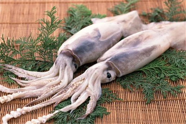 魷魚長脂肪嗎 魷魚的熱量 魷魚長脂肪嗎 魷魚的熱量