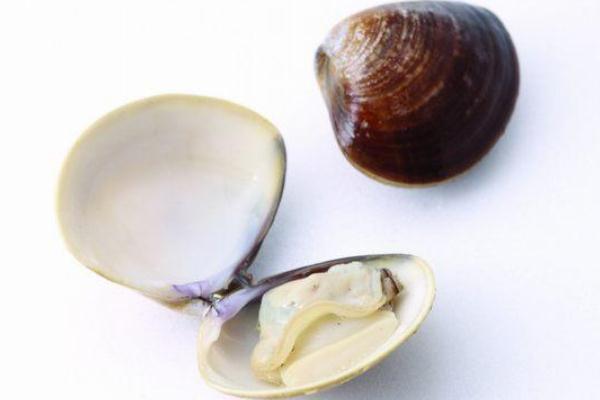 河蚌肉什么地方不能吃 河蚌的清理方法 河蚌肉什么地方不能吃 河蚌的清理方法