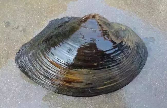 吃河蚌肉肚子疼是為什么 吃河蚌肉肚子疼怎么辦 吃河蚌肉肚子疼是為什么 吃河蚌肉肚子疼怎么辦