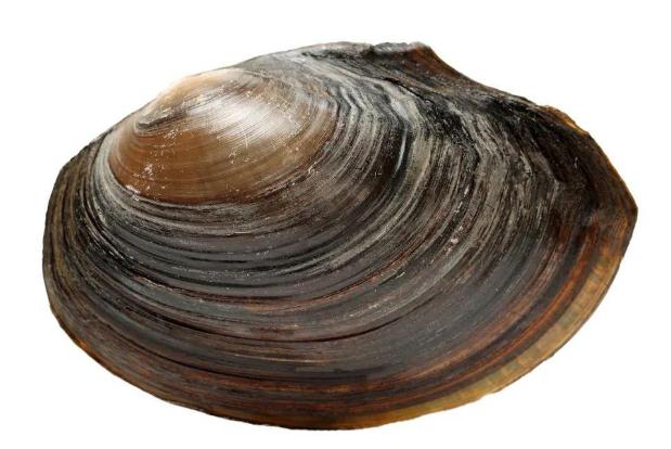 河蚌肉的功效與作用 吃河蚌肉的好處 河蚌肉的功效與作用 吃河蚌肉的好處