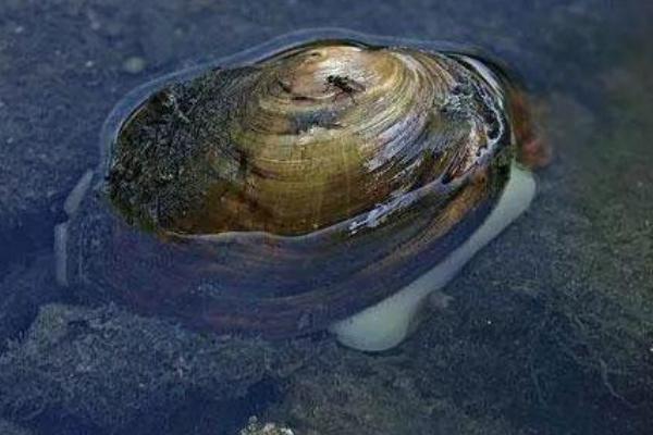 河蚌肉的功效與作用 吃河蚌肉的好處 河蚌肉的功效與作用 吃河蚌肉的好處