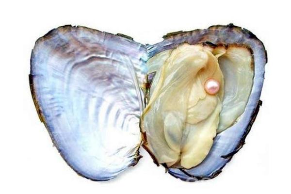 吃河蚌肉肚子疼是為什么 吃河蚌肉肚子疼怎么辦 吃河蚌肉肚子疼是為什么 吃河蚌肉肚子疼怎么辦