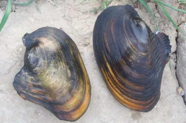 吃河蚌肉肚子疼是為什么 吃河蚌肉肚子疼怎么辦 吃河蚌肉肚子疼是為什么 吃河蚌肉肚子疼怎么辦