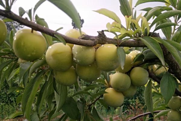 李子是梅子嗎 梅子和李子的區(qū)別是什么 李子是梅子嗎 梅子和李子的區(qū)別是什么