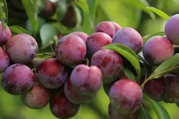 李子有點(diǎn)酸放放會(huì)好點(diǎn)嗎 沒熟的酸李子能吃嗎 李子有點(diǎn)酸放放會(huì)好點(diǎn)嗎 沒熟的酸李子能吃嗎