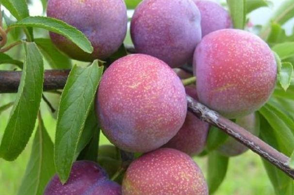 李子是什么季節(jié)水果 李子什么時(shí)候成熟 李子是什么季節(jié)水果 李子什么時(shí)候成熟