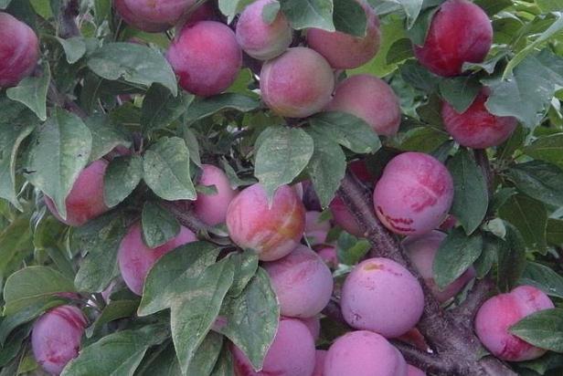 李子有點(diǎn)酸放放會(huì)好點(diǎn)嗎 沒熟的酸李子能吃嗎 李子有點(diǎn)酸放放會(huì)好點(diǎn)嗎 沒熟的酸李子能吃嗎