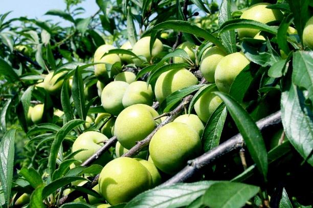 李子是梅子嗎 梅子和李子的區(qū)別是什么 李子是梅子嗎 梅子和李子的區(qū)別是什么