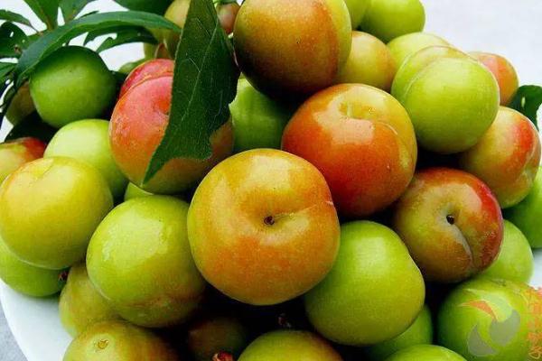 李子的種類有哪些 李子什么品種最好吃 李子的種類有哪些 李子什么品種最好吃