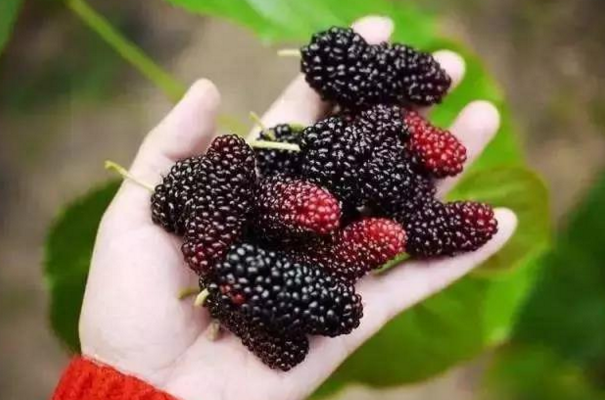 自制桑葚酒的正確方法與詳細(xì)步驟 自制桑葚酒的正確方法與詳細(xì)步驟