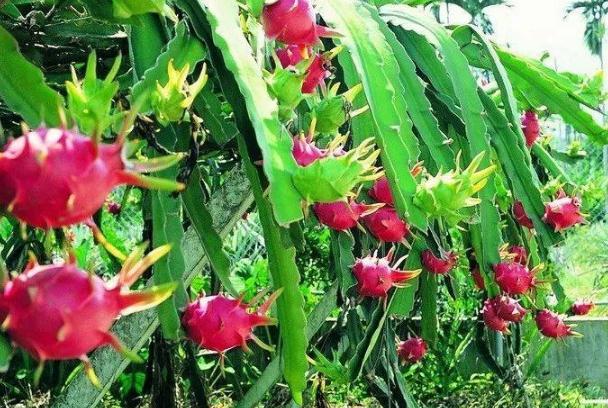 吃火龍果有助于減肥嗎 減肥怎么吃火龍果 吃火龍果有助于減肥嗎 減肥怎么吃火龍果