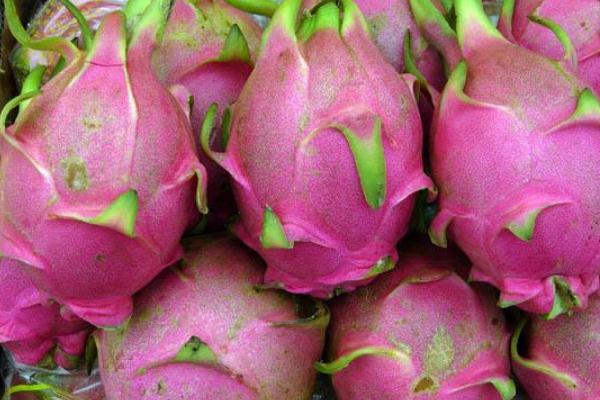 火龍果可以蒸著吃嗎 火龍果蒸著吃的功效 火龍果可以蒸著吃嗎 火龍果蒸著吃的功效