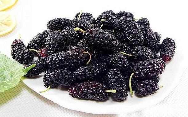 桑葚酒怎么泡?比例是多少 桑葚酒怎么泡?比例是多少