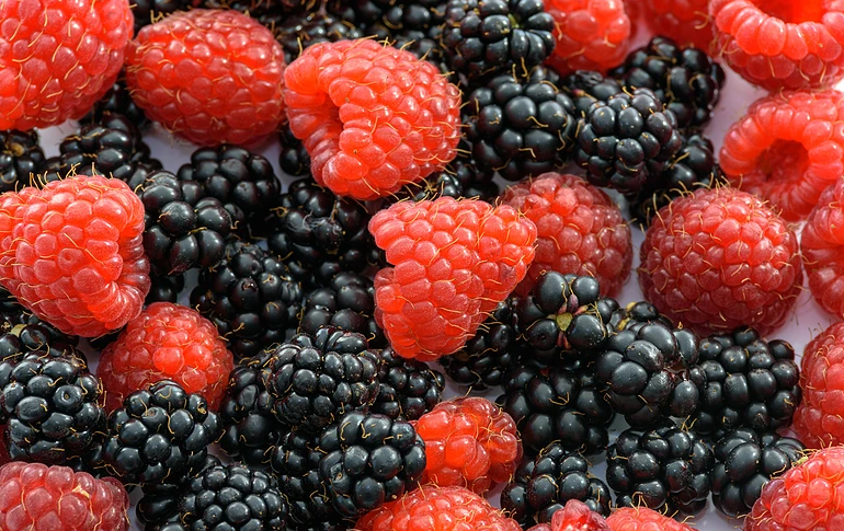 桑葚酒泡多久是最佳飲用時(shí)間 桑葚酒釀制作方法步驟 桑葚酒泡多久是最佳飲用時(shí)間 桑葚酒釀制作方法步驟