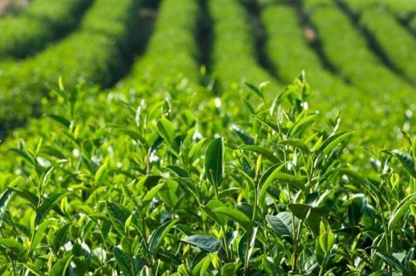 茶葉有哪些種類 茶葉什么時候喝最好 茶葉有哪些種類 茶葉什么時候喝最好