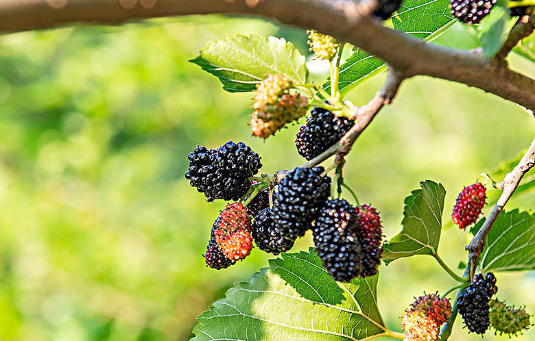 桑葚酒發(fā)酵幾天可以喝 桑葚酒用干果好還是鮮果好 桑葚酒發(fā)酵幾天可以喝 桑葚酒用干果好還是鮮果好