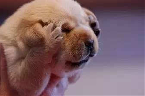 狂犬病是什么 狂犬病是怎么傳染的 狂犬病是什么 狂犬病是怎么傳染的