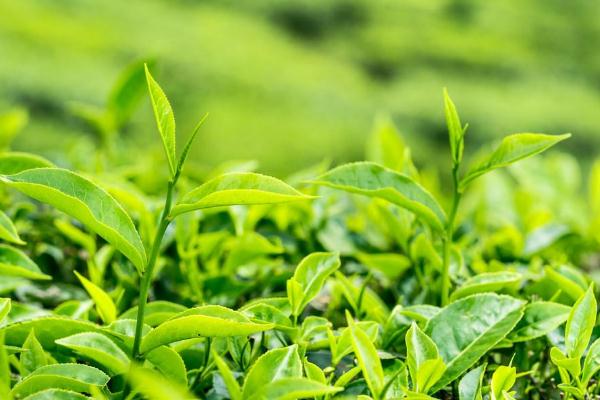 茶葉有哪些種類 茶葉什么時候喝最好 茶葉有哪些種類 茶葉什么時候喝最好