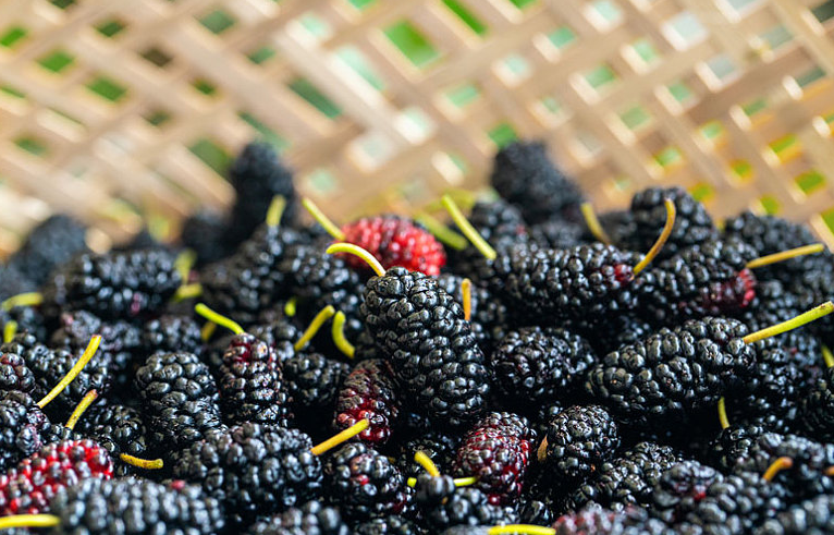 桑葚泡的酒能保質(zhì)期多少時(shí)間 桑葚泡的酒的功效與作用 桑葚泡的酒能保質(zhì)期多少時(shí)間 桑葚泡的酒的功效與作用