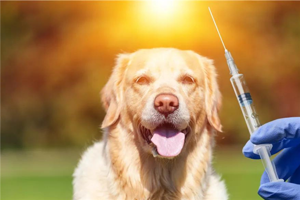 狂犬病是什么 狂犬病是怎么傳染的 狂犬病是什么 狂犬病是怎么傳染的