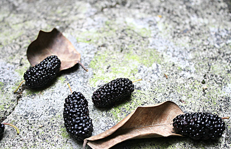 桑葚酒喝多久能看出效果 桑葚酒喝多少合適 桑葚酒喝多久能看出效果 桑葚酒喝多少合適