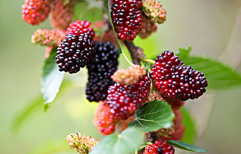 桑葚酒與什么食物相克 桑葚酒與葡萄酒的對(duì)比 桑葚酒與什么食物相克 桑葚酒與葡萄酒的對(duì)比