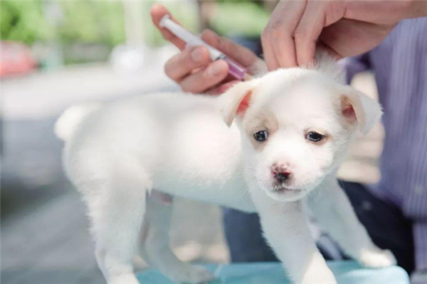 狂犬病發(fā)病癥狀 狂犬病發(fā)病還有救嗎 狂犬病發(fā)病癥狀 狂犬病發(fā)病還有救嗎