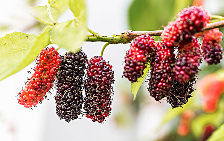 桑葚泡的酒能保質(zhì)期多少時(shí)間 桑葚泡的酒的功效與作用 桑葚泡的酒能保質(zhì)期多少時(shí)間 桑葚泡的酒的功效與作用