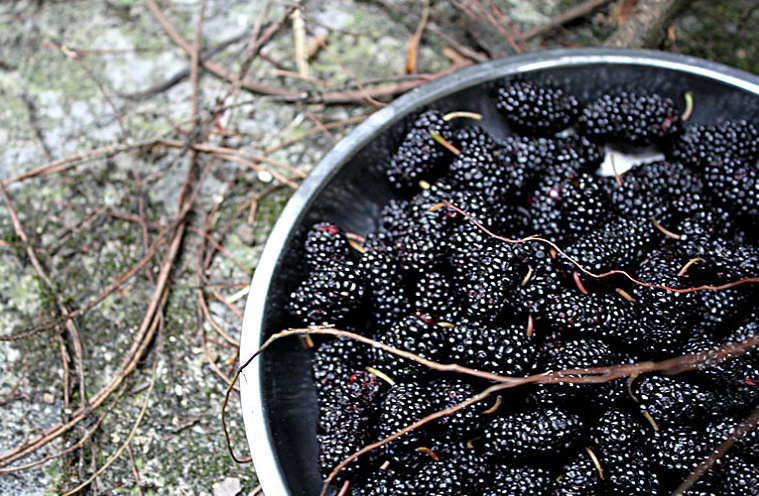 桑葚酒喝多久能看出效果 桑葚酒喝多少合適 桑葚酒喝多久能看出效果 桑葚酒喝多少合適