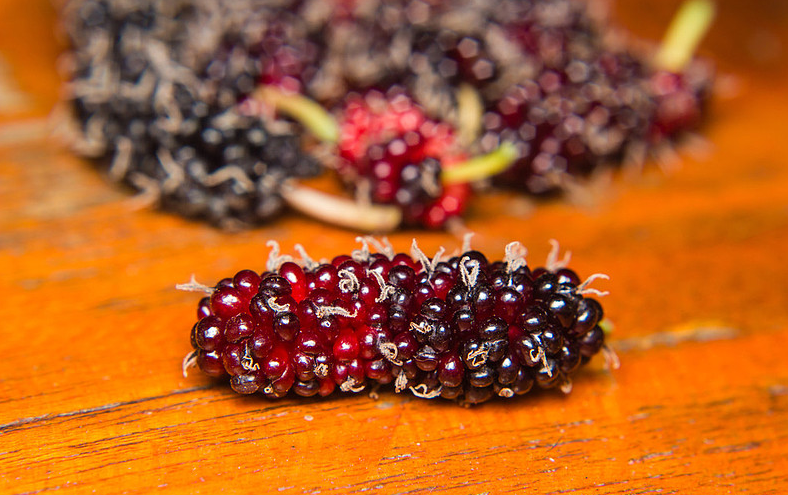 桑葚酒男人喝了壯陽嗎 桑葚酒能提高性功能嗎 桑葚酒男人喝了壯陽嗎 桑葚酒能提高性功能嗎