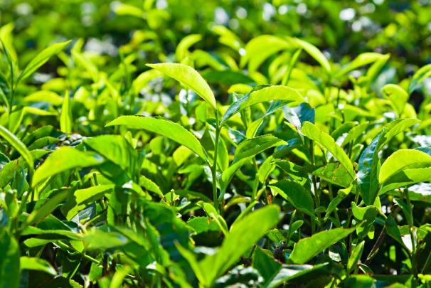 茶葉的功效與作用 茶葉的營養(yǎng)價(jià)值