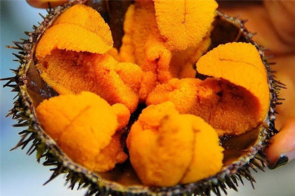 海膽怎么吃 海膽好吃嗎 海膽怎么吃 海膽好吃嗎