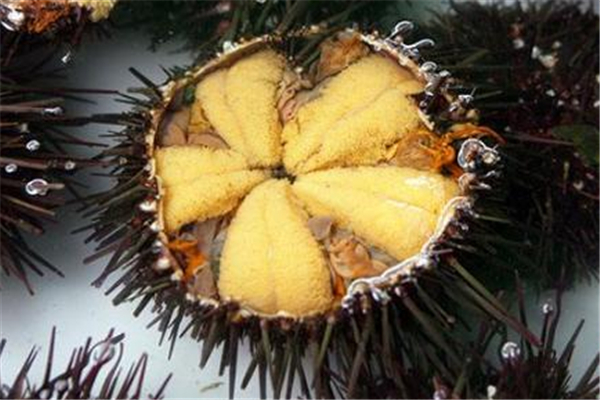 海膽生吃好還是熟吃好 海膽生吃有寄生蟲嗎 海膽生吃好還是熟吃好 海膽生吃有寄生蟲嗎