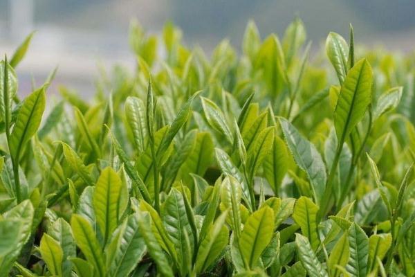 茶葉的儲(chǔ)藏方法 茶葉可以放冰箱保存嗎