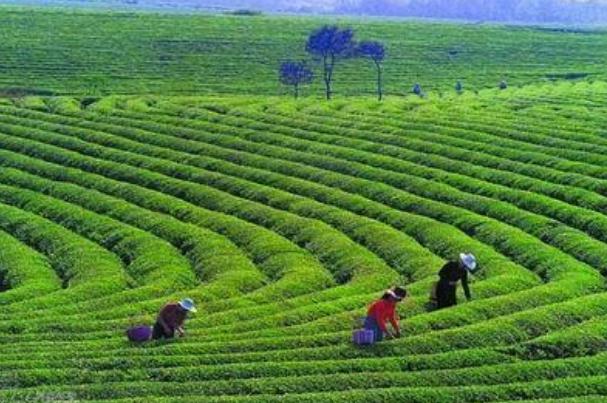 喝茶葉茶對肝有好處嗎 喝什么茶對肝臟有好處 喝茶葉茶對肝有好處嗎 喝什么茶對肝臟有好處