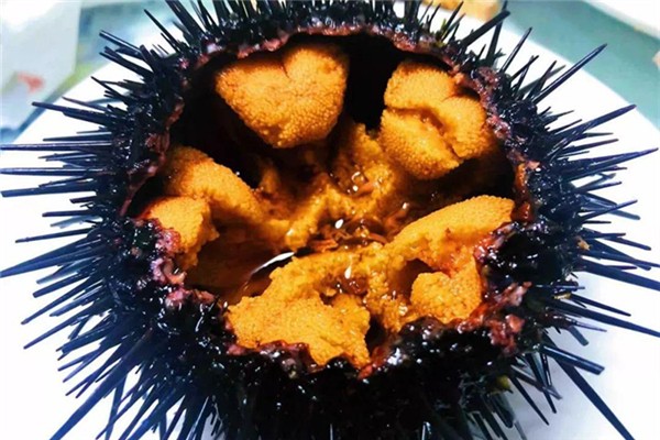 海膽怎么吃 海膽好吃嗎 海膽怎么吃 海膽好吃嗎