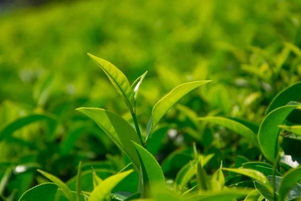 茶葉的利潤一般是多少 茶葉炒上天