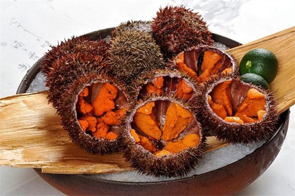 海膽是動(dòng)物還是植物 海膽吃的是哪個(gè)部位 海膽是動(dòng)物還是植物 海膽吃的是哪個(gè)部位