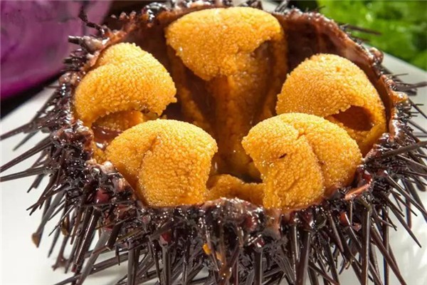 海膽是動(dòng)物還是植物 海膽吃的是哪個(gè)部位 海膽是動(dòng)物還是植物 海膽吃的是哪個(gè)部位