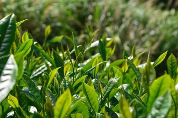 喝茶葉茶有什么功效與作用 喝茶葉茶有什么好處 喝茶葉茶有什么功效與作用 喝茶葉茶有什么好處