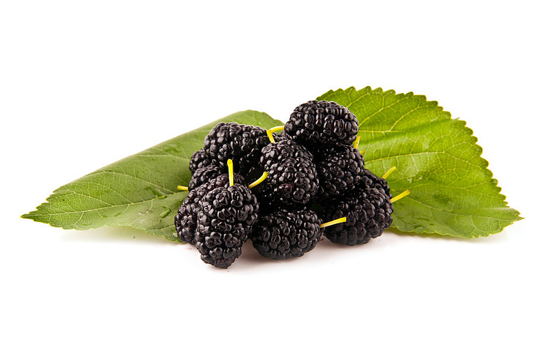 黑桑葚干治療白發(fā)嗎 黑桑葚干的功效與作用 黑桑葚干治療白發(fā)嗎 黑桑葚干的功效與作用