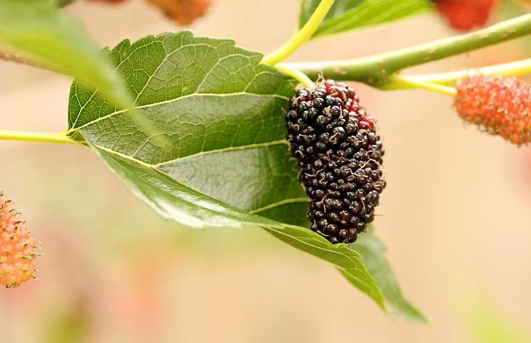 黑桑葚干多少錢一斤 黑桑葚干的副作用 黑桑葚干多少錢一斤 黑桑葚干的副作用