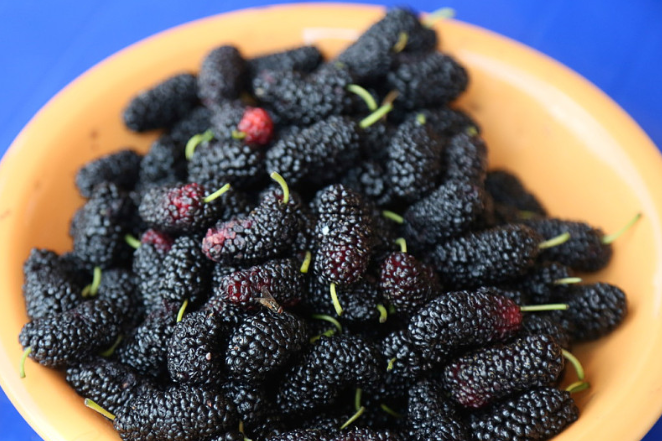 黑桑葚干治療白發(fā)嗎 黑桑葚干的功效與作用 黑桑葚干治療白發(fā)嗎 黑桑葚干的功效與作用