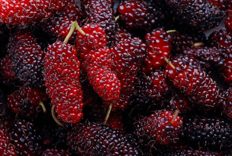 黑桑葚干多少錢一斤 黑桑葚干的副作用 黑桑葚干多少錢一斤 黑桑葚干的副作用