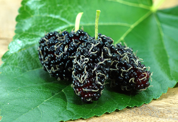 黑桑葚泡水喝的功效與作用 黑桑葚清熱還是燥熱 黑桑葚泡水喝的功效與作用 黑桑葚清熱還是燥熱